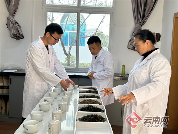 火星电竞网址西南大学牵手昌宁茶叶科技小院筑起产业新高地(图1)