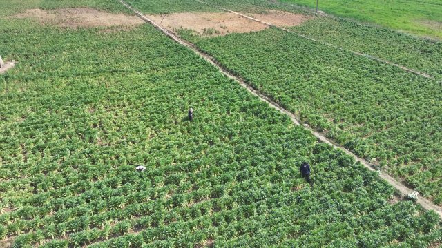 DJI_20250312113111_0003_D.MP4_20250320_110401.888.jpg