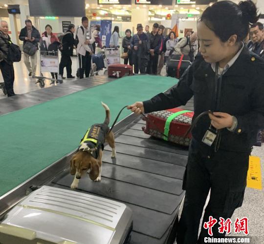 图为兰州海关运用海关口岸监管工作犬加强旅检通道查验,严厉打击象牙等濒危动物制品走私。(资料图)兰州海关供图