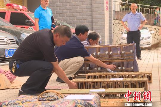 ɭ�ֹ���������85ֻ��ü��Ź���Ȼ ̷ΰ�� ��