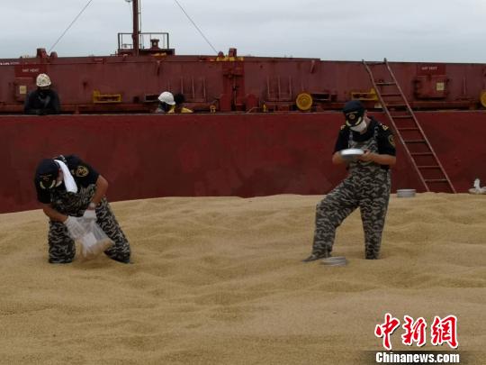 黄埔新港海关在全国首次截获有害杂草“东方大蒜芥(Sisymbrium orientale L)” 埔关 摄