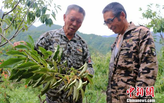 时双印正为村民讲解板栗树管理技术。 岳润子 摄