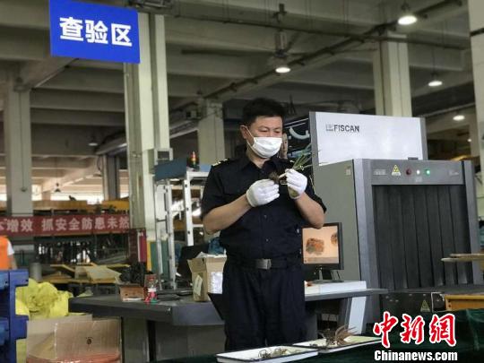 郑州海关查获走私象牙等濒危物种制品211件