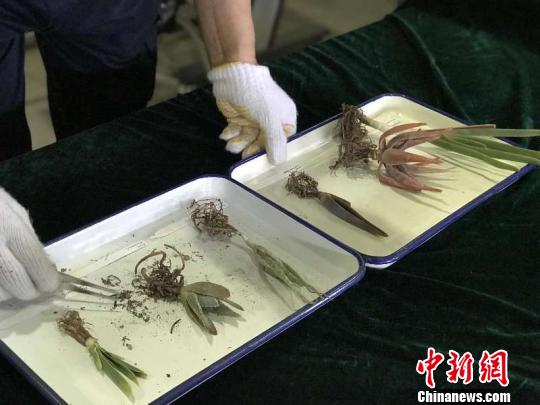 郑州海关查获的濒危多肉植物。郑州海关供图