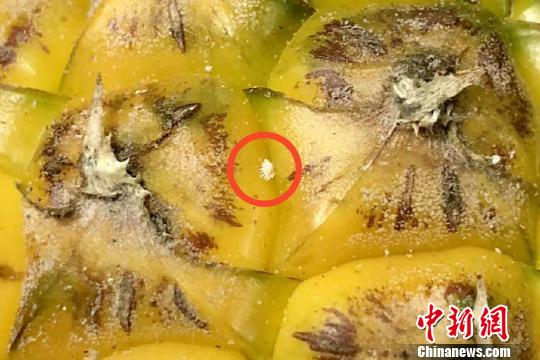 ͼΪ�²��ܻҷ�򻡣������ ��