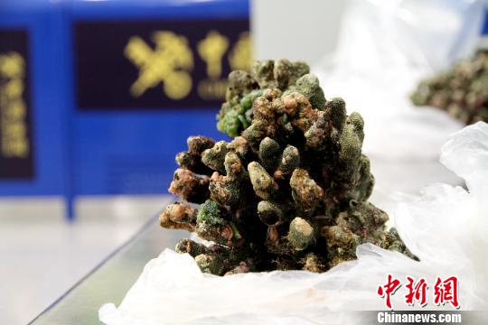 银川海关截获活体石珊瑚。银川海关供图