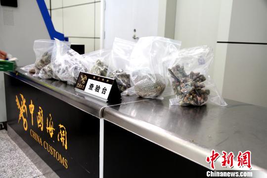 银川海关截获大批活体石珊瑚等濒危物种制品