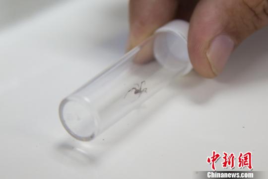 南通海关查获的活体剧毒黑寡妇蜘蛛。 杨阳 摄