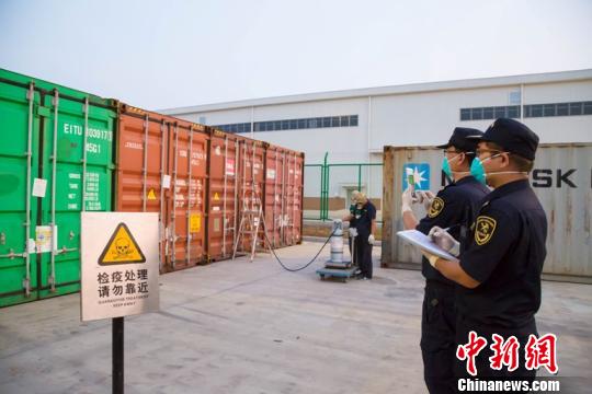 南通海关截获活体剧毒“黑寡妇”红斑蜘