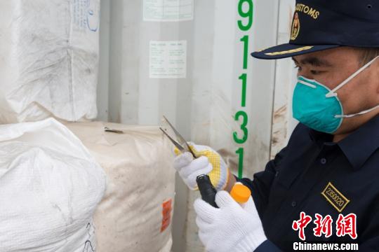 南通海关工作人员在一批进境棉花货物中查获剧毒黑寡妇蜘蛛。 杨阳 摄