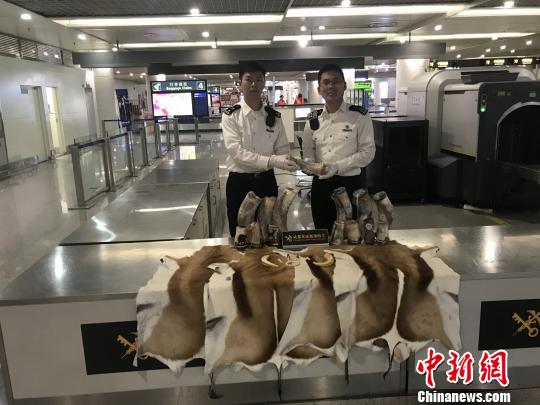 成都海关查扣跳羚皮、疣猪獠牙、牛角制品等32件动物制品