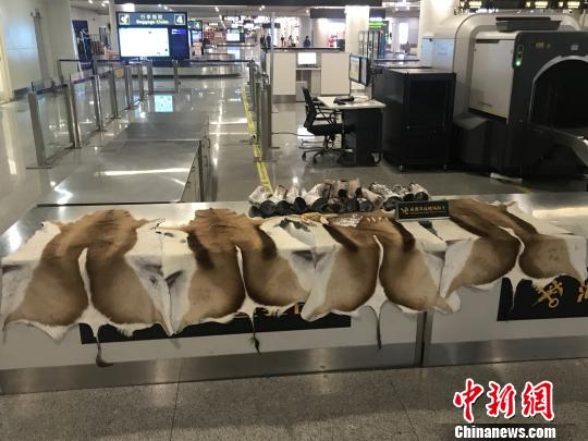 成都海关查扣跳羚皮、疣猪獠牙、牛角制品等32件动物制品。成都海关供图