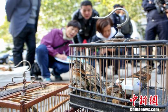 北京集中打击贩卖野生鸟类的违法犯罪行为。 供图 摄