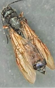 ���������һҳ