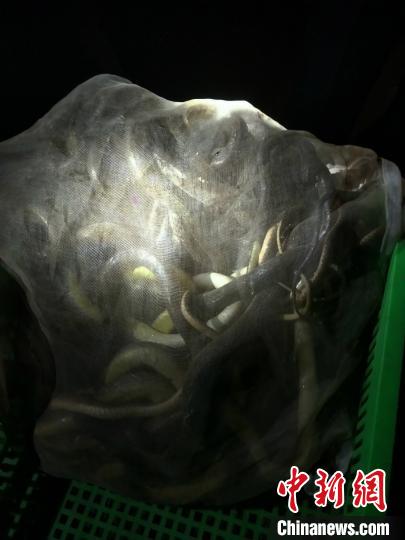 ͼΪ�񾯲��Ļ���Ұ������ ����� ��