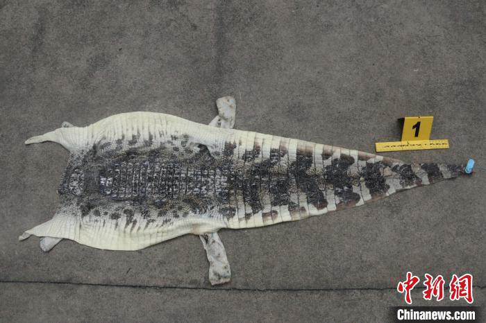 图为查获的鳄鱼皮。昆明海关供图