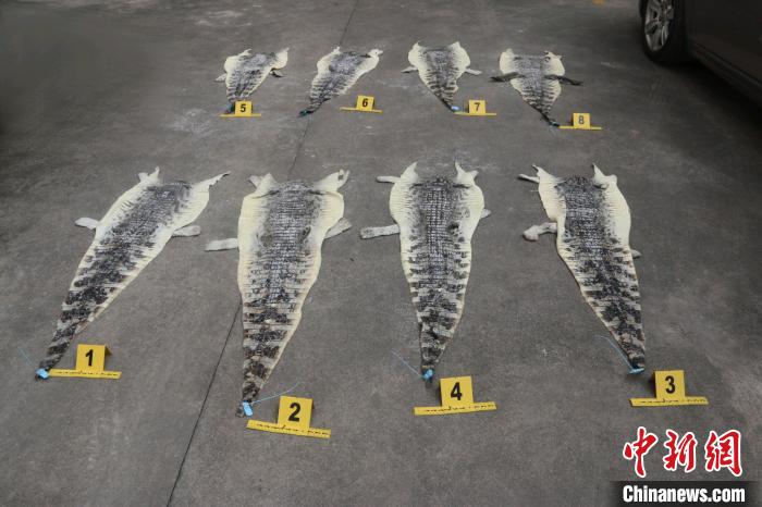 图为查获的鳄鱼皮。昆明海关供图