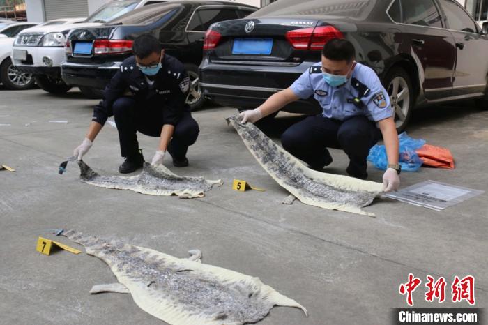 昆明海关截获8张走私入境鳄鱼皮