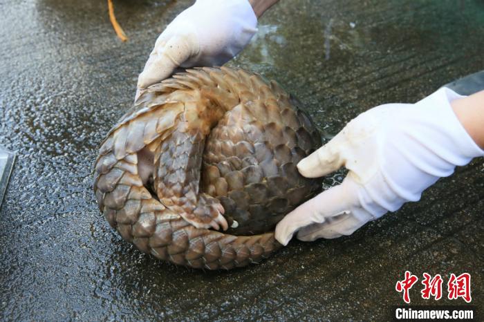 ͼΪ���ز�����˽��ɽ�� ������ ��