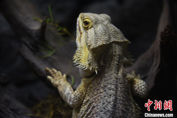 ����Ұ�������ʳ������������˹�����Ұ������Ҳ������ʳ