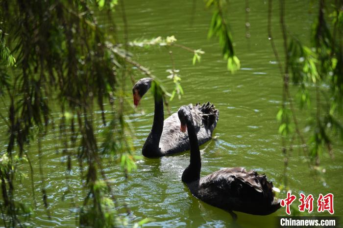 ����Ұ������԰�ڵ����(����ͼ��) ��ľ�� ��