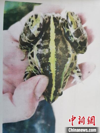 涉案中的“虎纹蛙”。台州市人民检察院供图