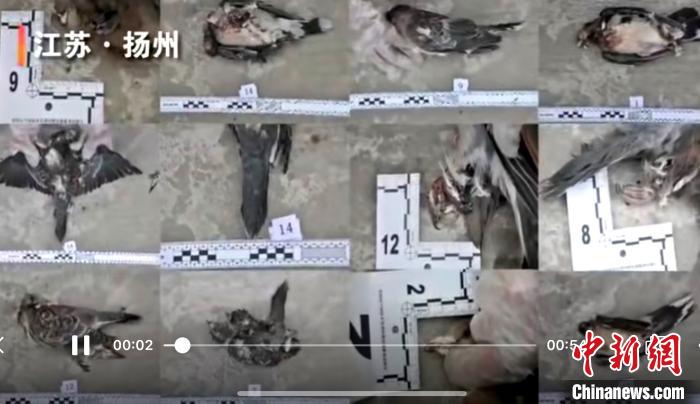 ��������ҰѼ��Ұ������������ݾ�����Ƶ��ͼ