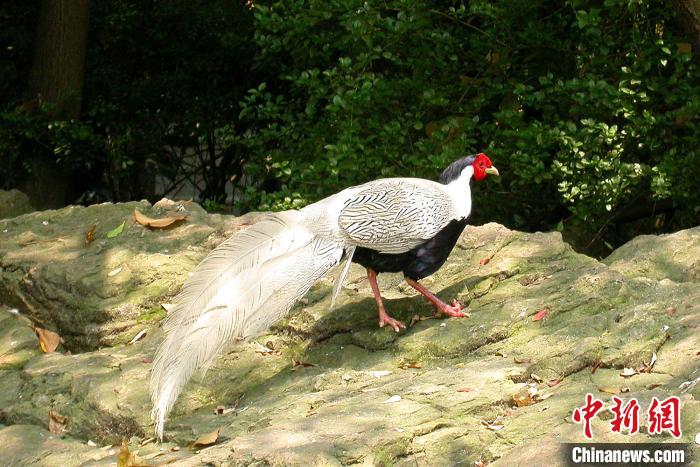 �㶫½����׵Ұ�������770���ָߵ�ֲ����7050��