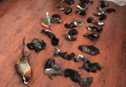 �����������ƻ�Ƿ����԰��ս�����Ұ��23ֻ