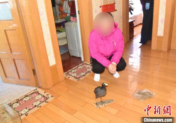 �����ƻ�һ��Ұ��������Ʒ��