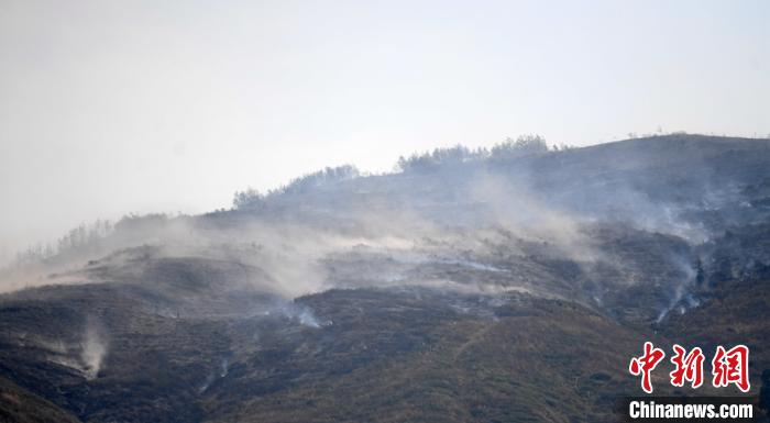 �Ĵ������ݷ�����ɭ�ֲ�ԭ���պ�ɫ����