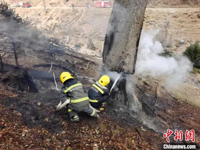 �Ĵ�ľ��ɭ�ֻ��֣�ɭ����������𳡶��̵�ȫ������