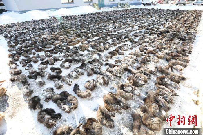 �����սɵ�Ұ���������弰��Ʒ�ȡ�������ͼ