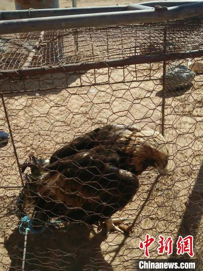 ���ɹ�ɭ�ֹ����ɹ���������һ������������һֻ