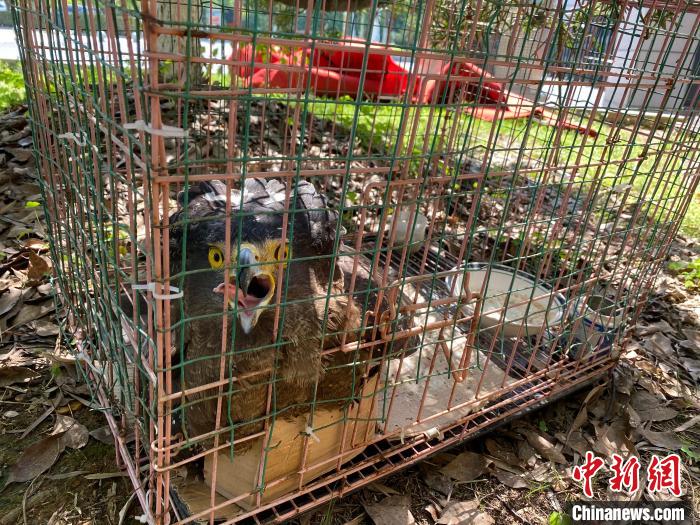 ���Ҷ�������������ӥ��������լ�����˴�����������ҽ