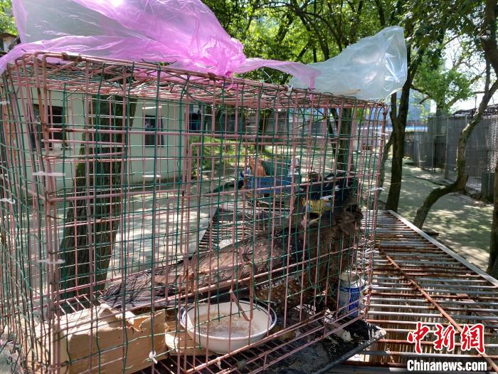 ͼΪ���˵Ĺ��Ҷ�������������ӥ�������� ��