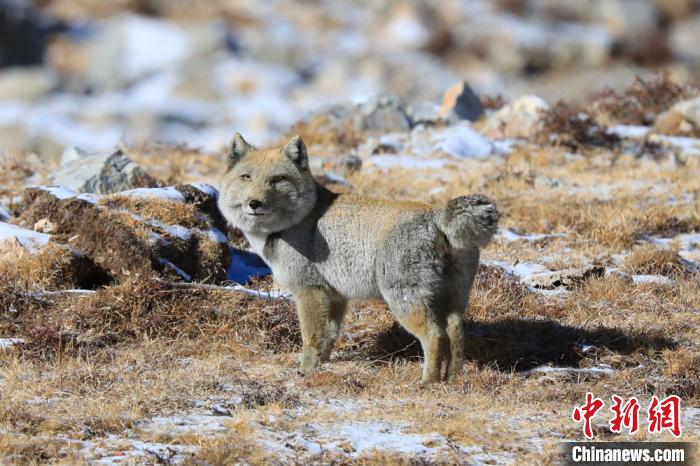 ͼΪ������������ɽ������Ķ�β�غ���(����ͼ) ������ ��