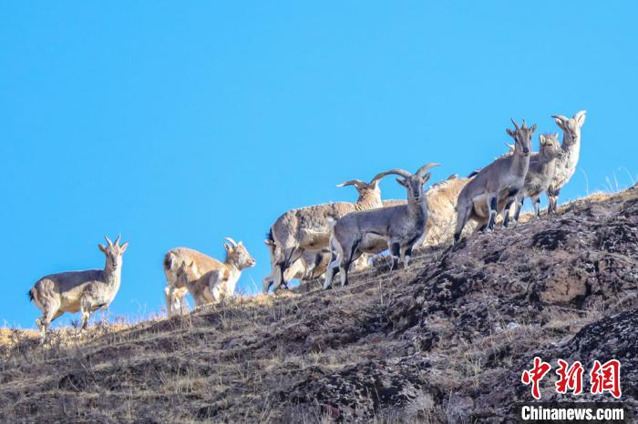 ����췽��ǿҰ������Դͷ��������������Ұ����60����