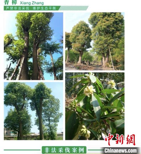 ͼΪ�������山������Ժ��Ұ����ֲ��ά����̬ƽ�������ֲᡷ�Ľ�ͼ(����)�������� ��