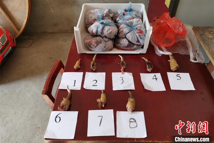 �������ɭ���ƻ�һ��Ƿ����԰����8ֻ���8������