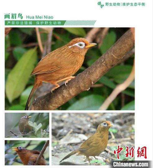 ͼΪ�������山������Ժ��Ұ����ֲ��ά����̬ƽ�������ֲᡷ�Ľ�ͼ(��ü��)�������� ��