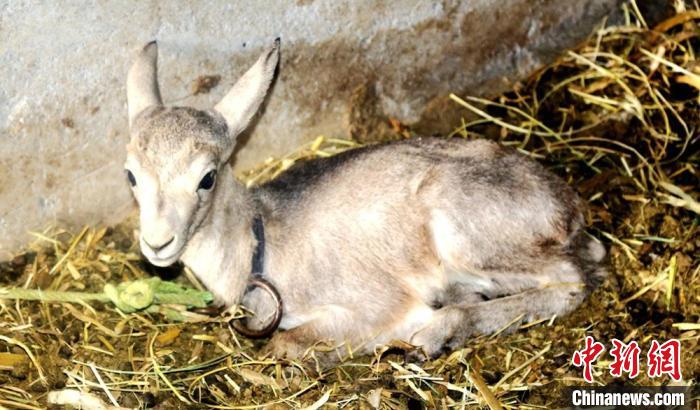 ������Ҵ���������������Ҷ�����������