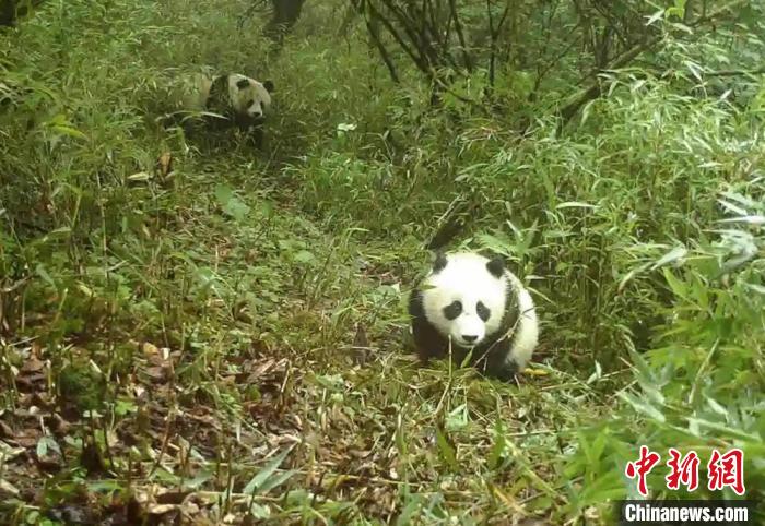 野生大熊猫母子。宝兴融媒 供图