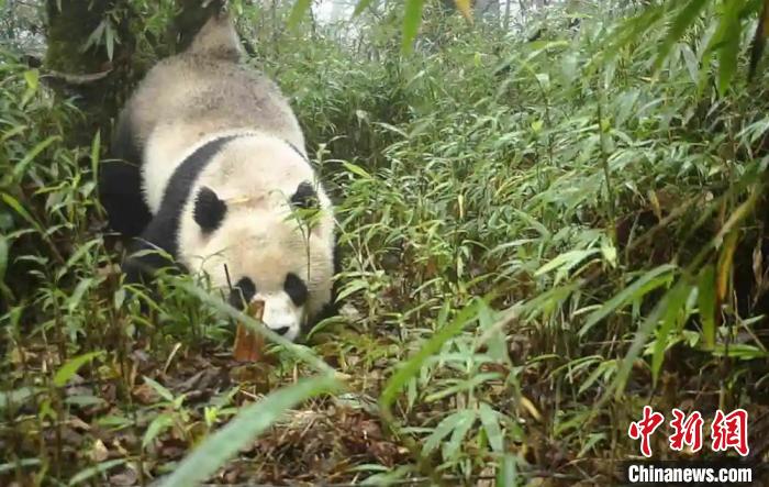 四川蜂桶寨:野生大熊猫母子再次“同框出镜”