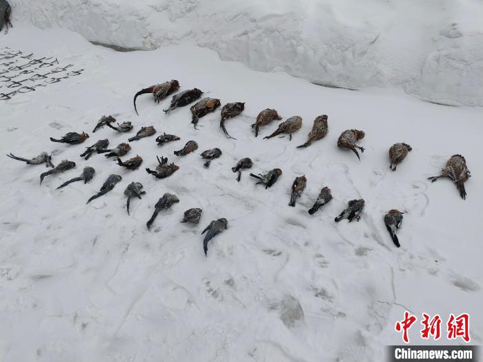 ������һ���ӷǷ�����Ұζ���������ץ��