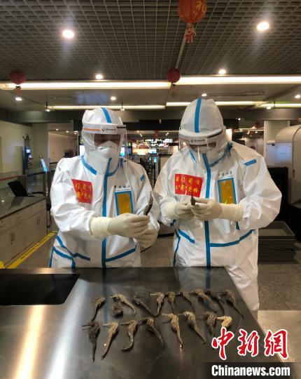 成都海关在入境旅客行李中查获海马干190克