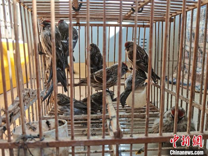 吉林一男子以鸟的声音为饵捕捉成群白腰朱顶雀被刑拘