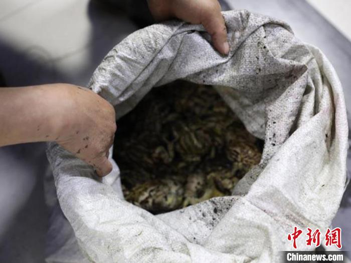 ���Ӳ�575ֻ����󡡱��Ĳ����������ץ��