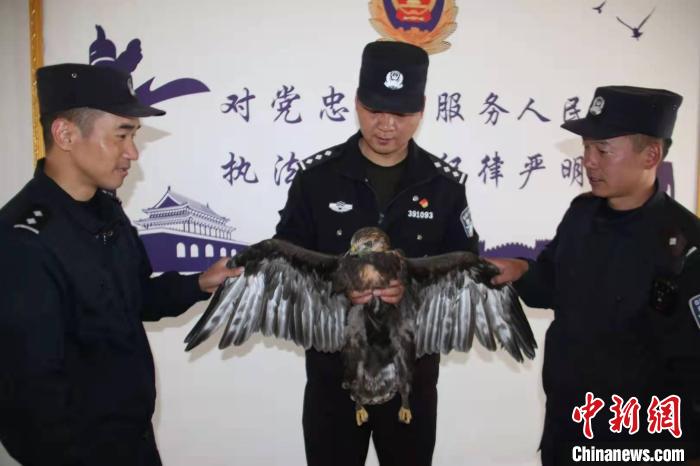 图为检查站民警检查受伤金雕。 沈伟 摄