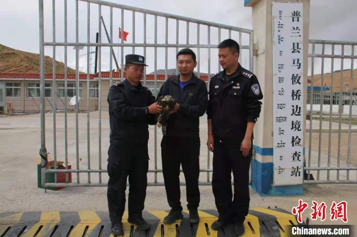 西藏阿里移民管理警察成功救助国家一级保护动物“金雕”